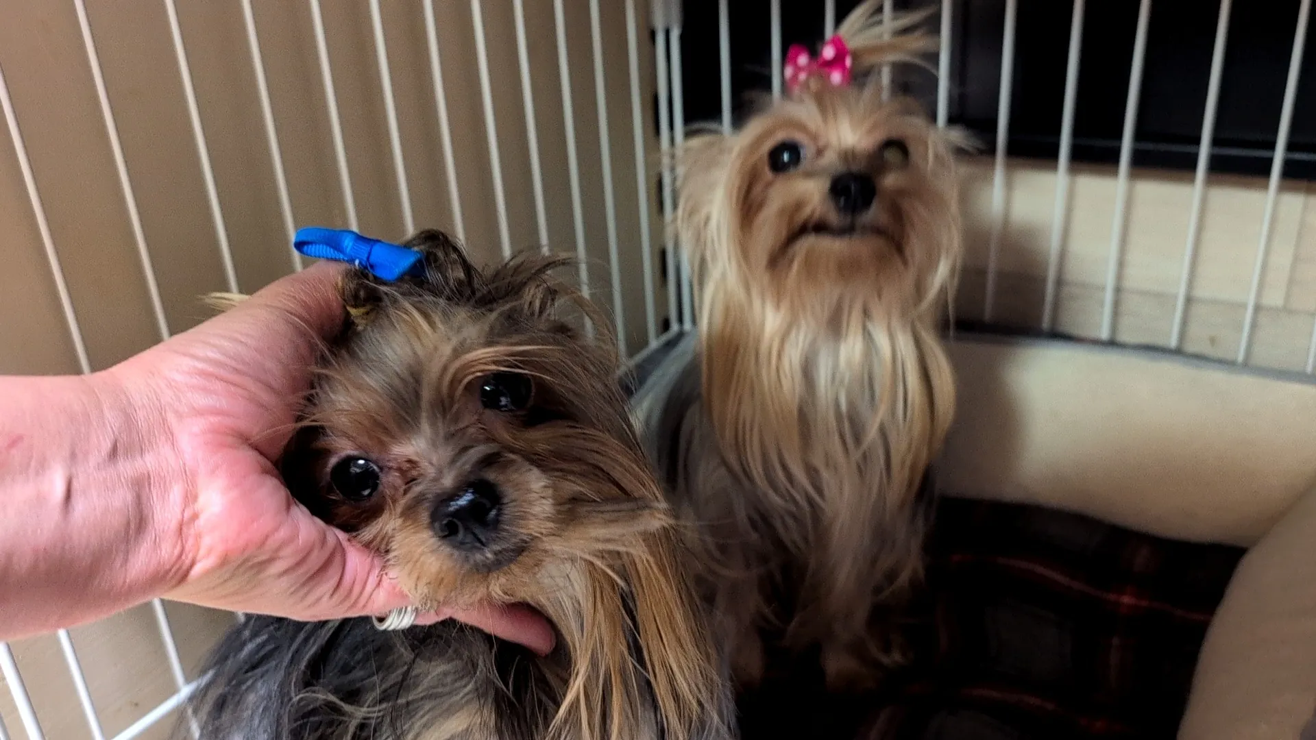 ヨークシャーテリア出産予定