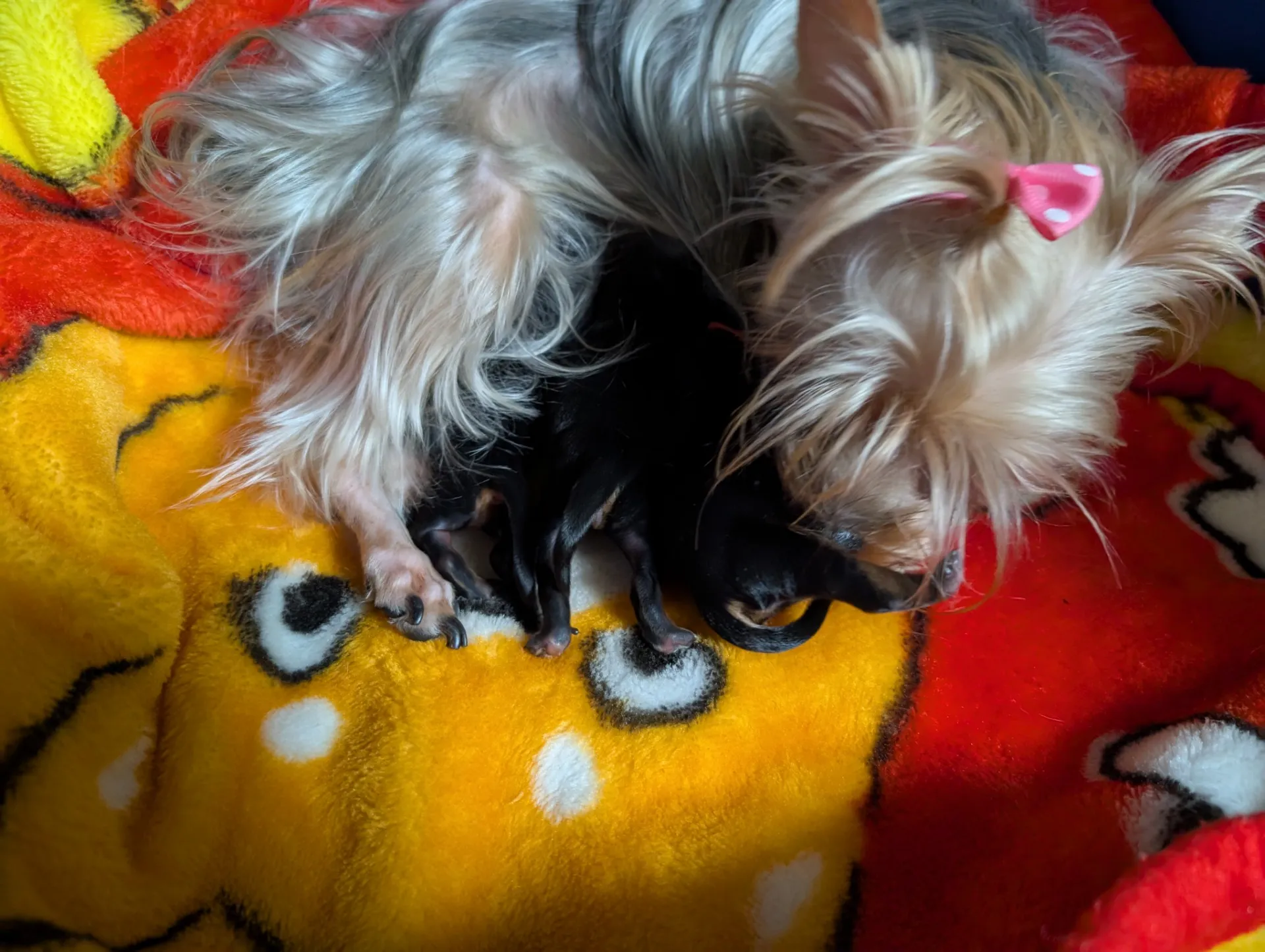 ヨークシャーテリア無事に出産❤️