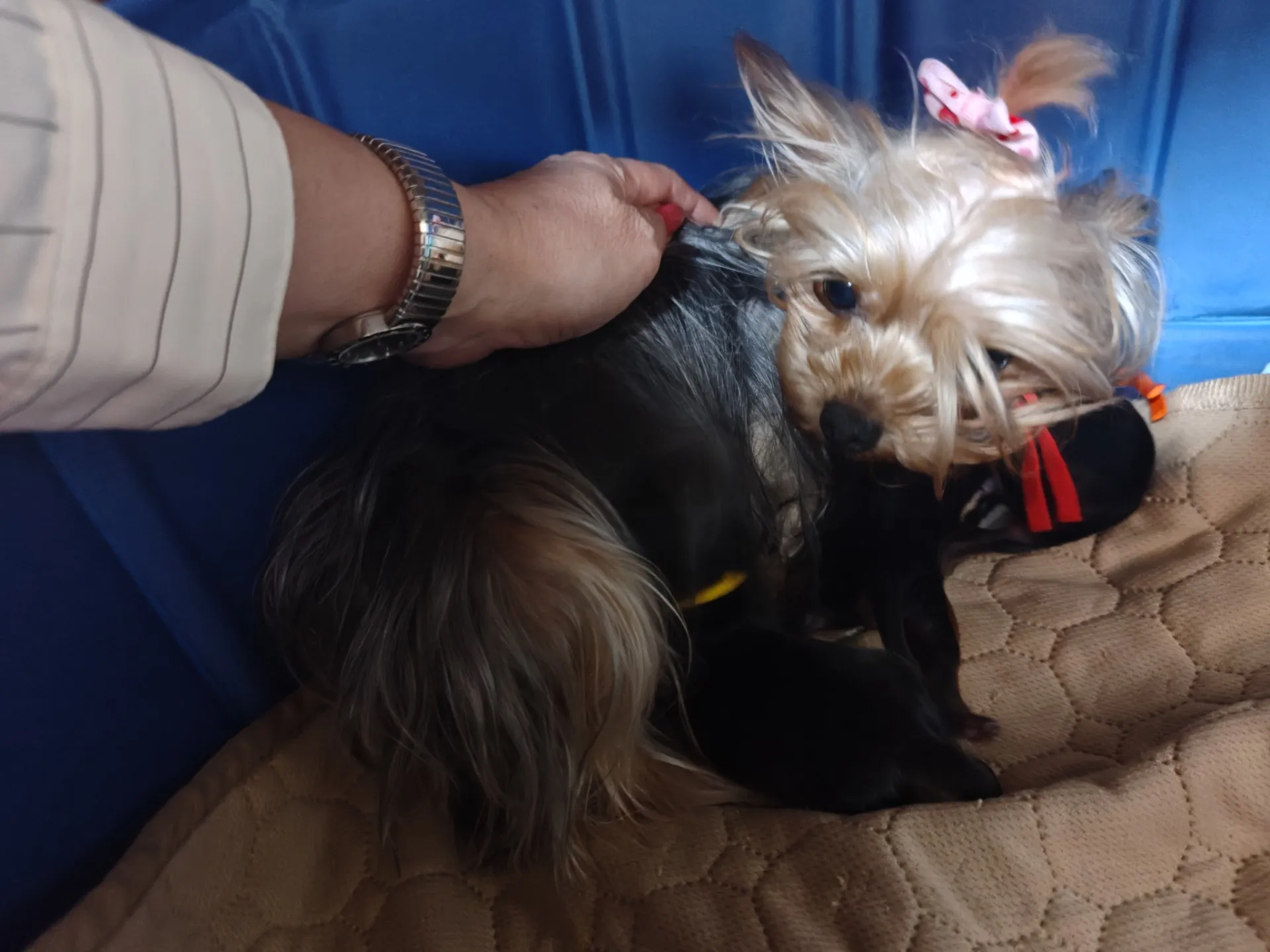 ヨーキープリン(セス)出産🥰